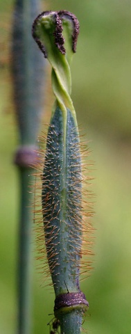 Mop-head 012